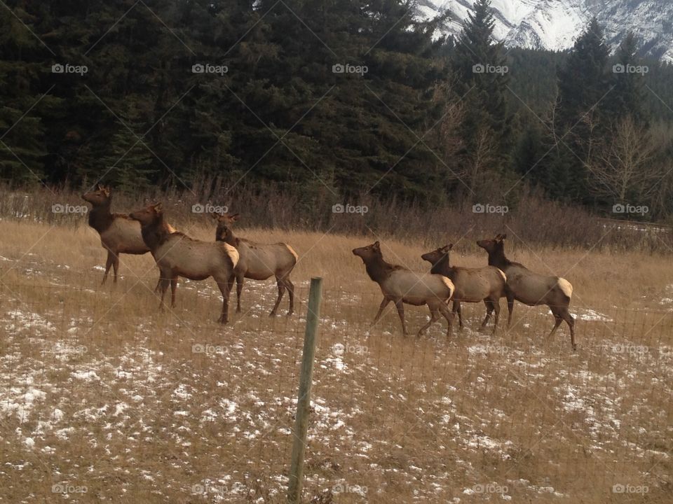 Elk in the wild 