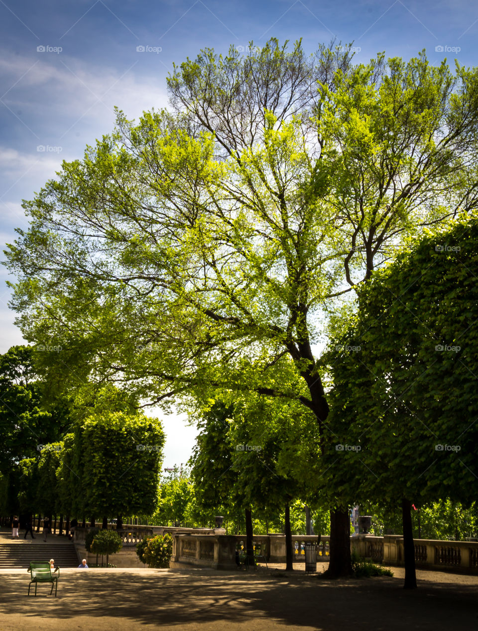 Tree of the Tuileries garden
