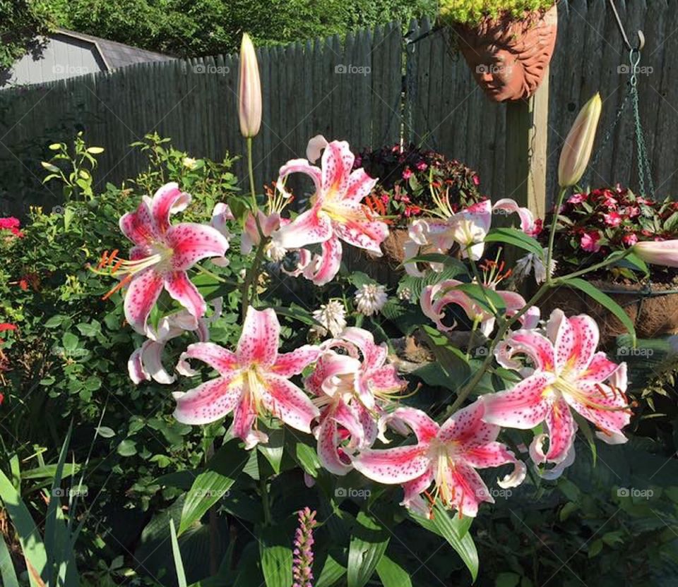 Garden lilies 