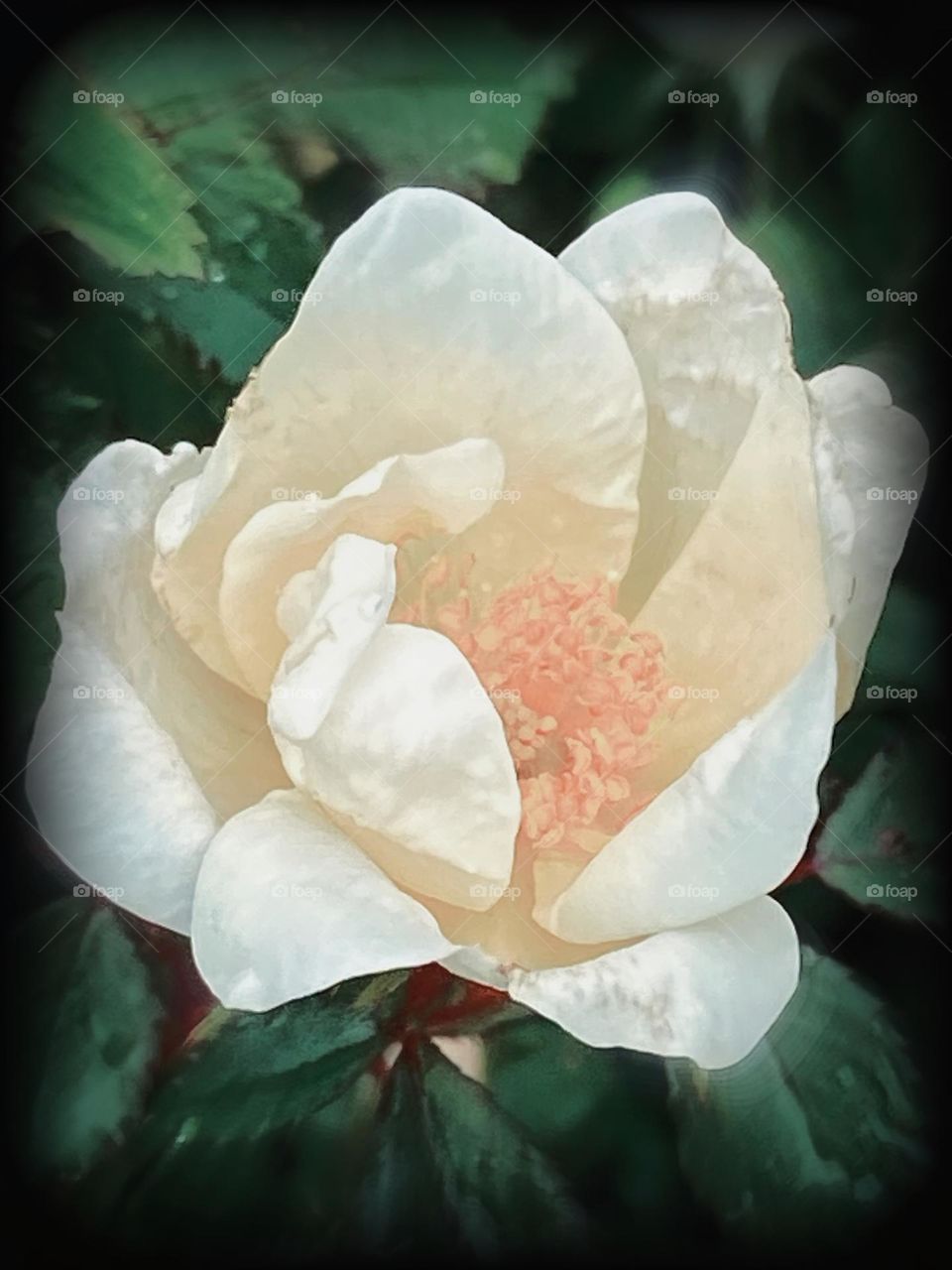 Rose in bloom