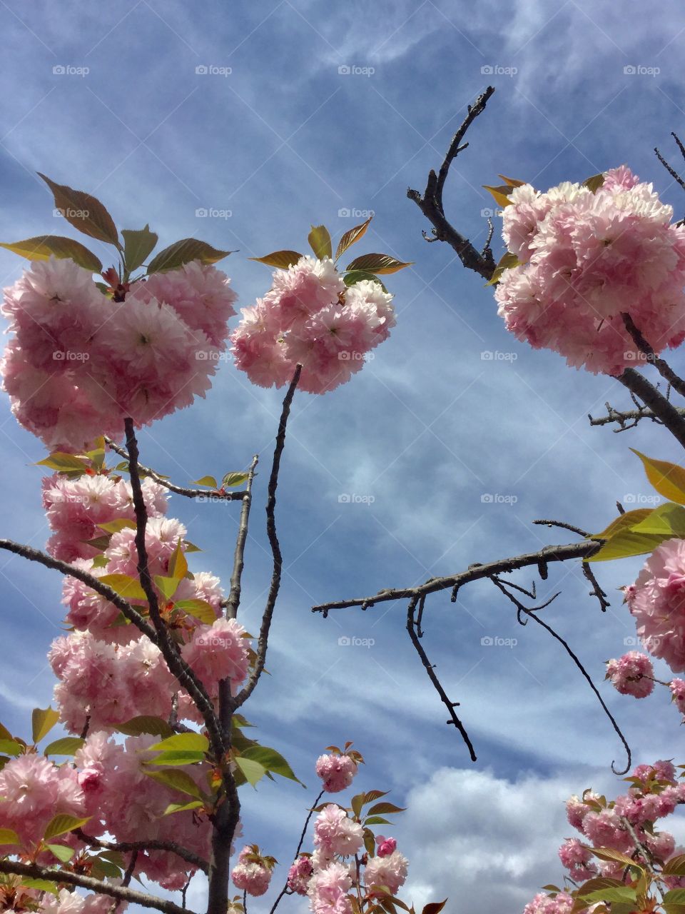 Blue sky and cherry trees 
