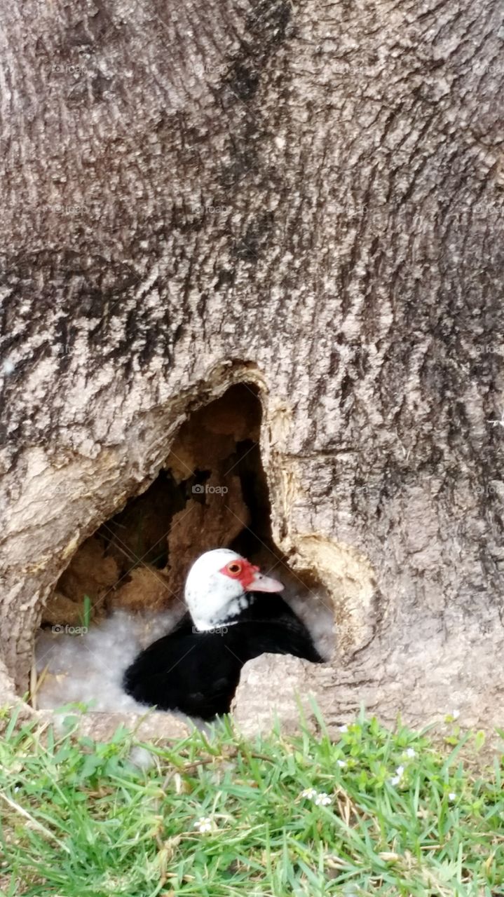 Muscovy duck nesting in hollow tree truck