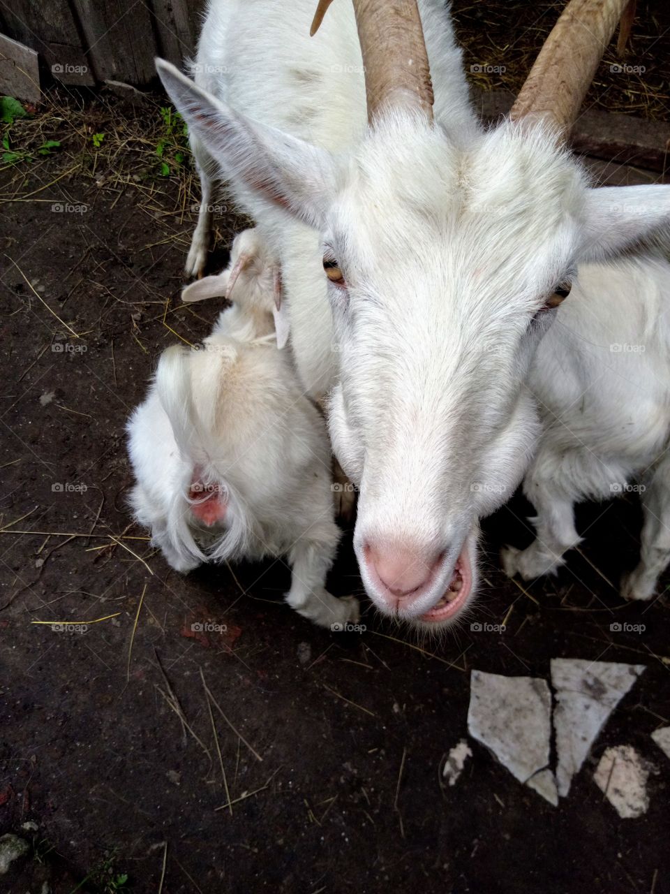 счастливая мама -коза Машка