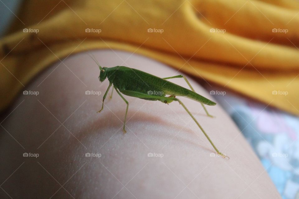 Grasshopper