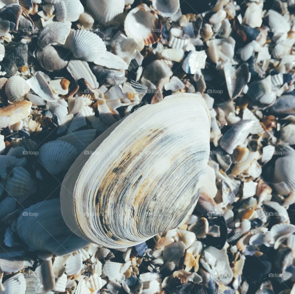 High angle view of seashells