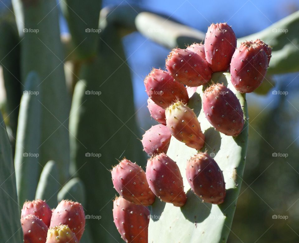 Prickly paired cactus fruit growing in a community garden
