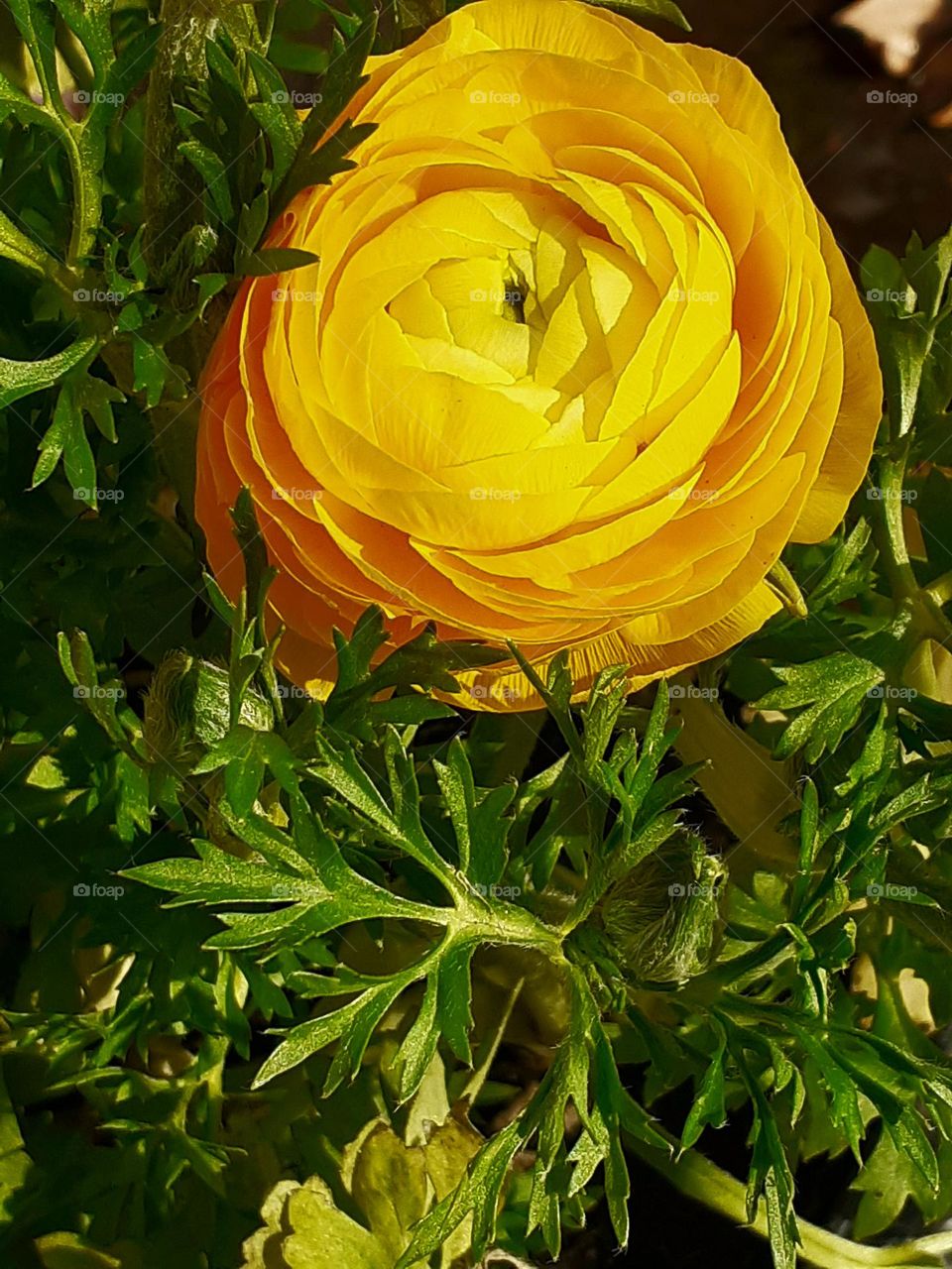 la flor de intenso color