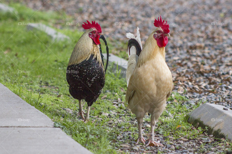 Fair Oaks Roosters. Two roosters in Fair Oaks, California