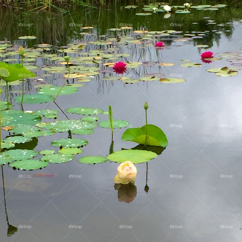 Water lilies in pond