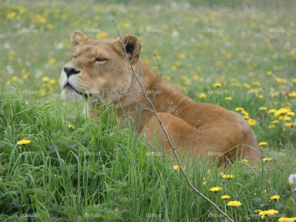 A lion at a zoo
