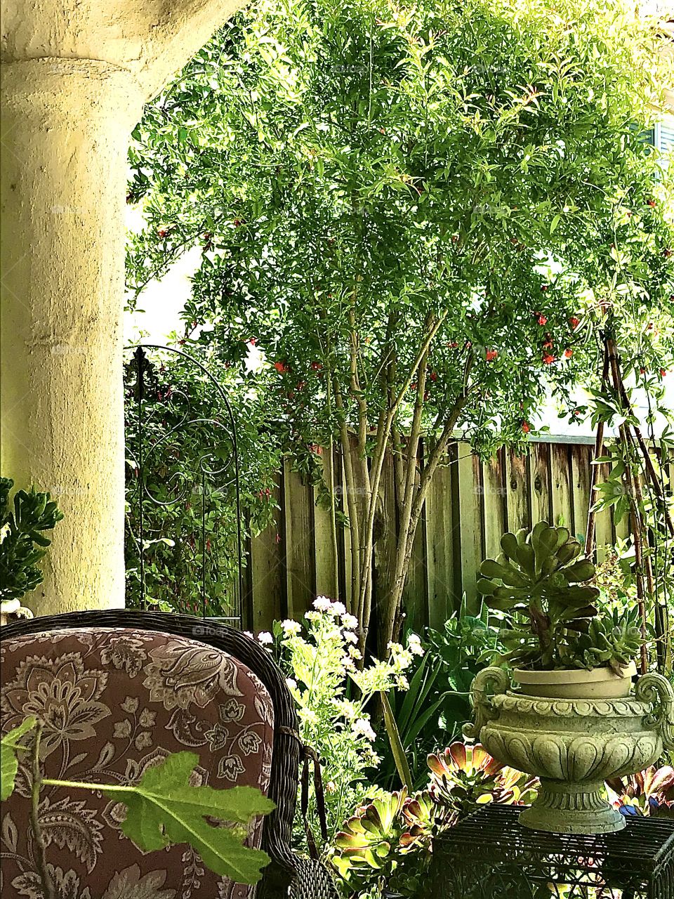 Young pomegranate tree