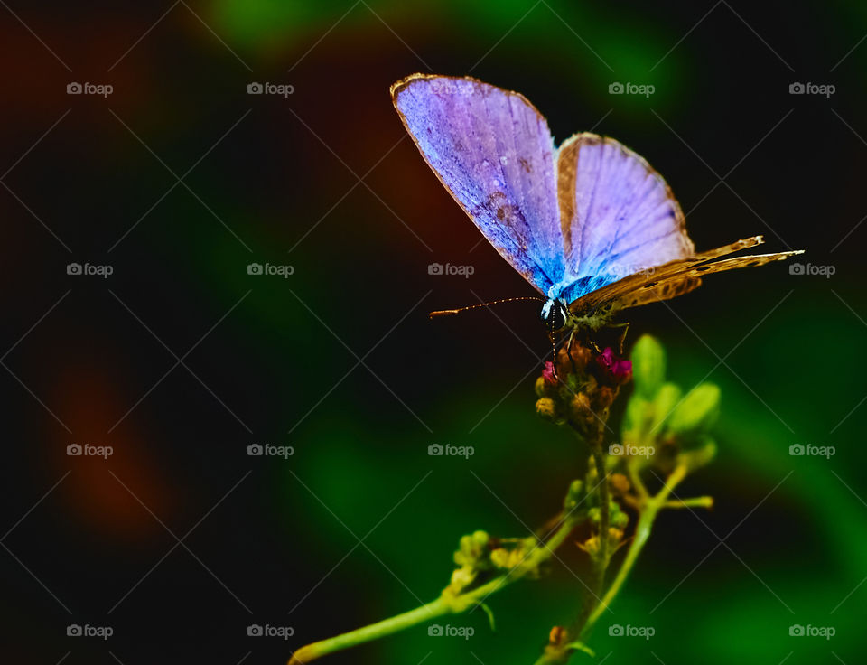 Butterfly - flower bud