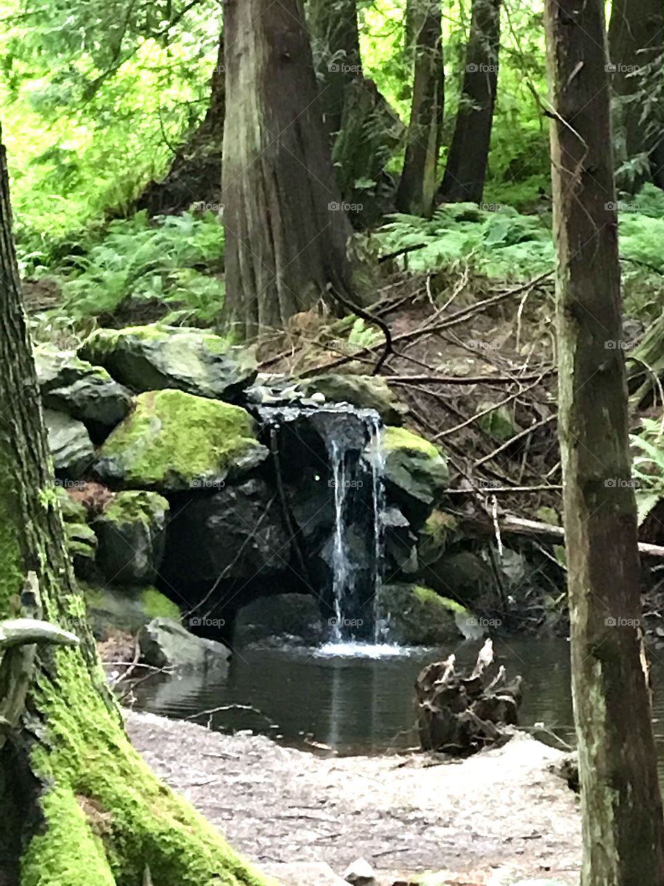 Forest pond with waterfall 