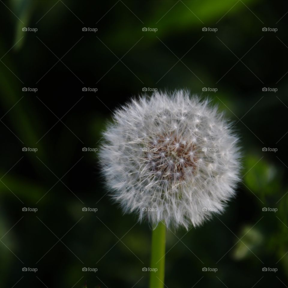 dandelion seeds - make a wish!