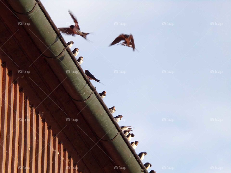 Schwalben in einer Dachrinne