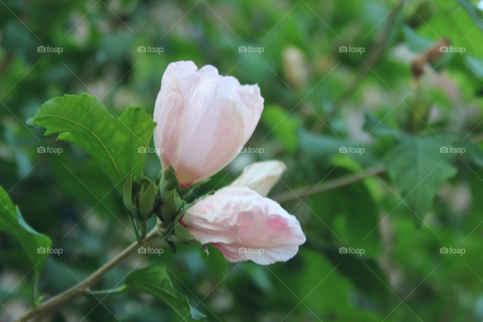 Rose of Sharon in pale pink