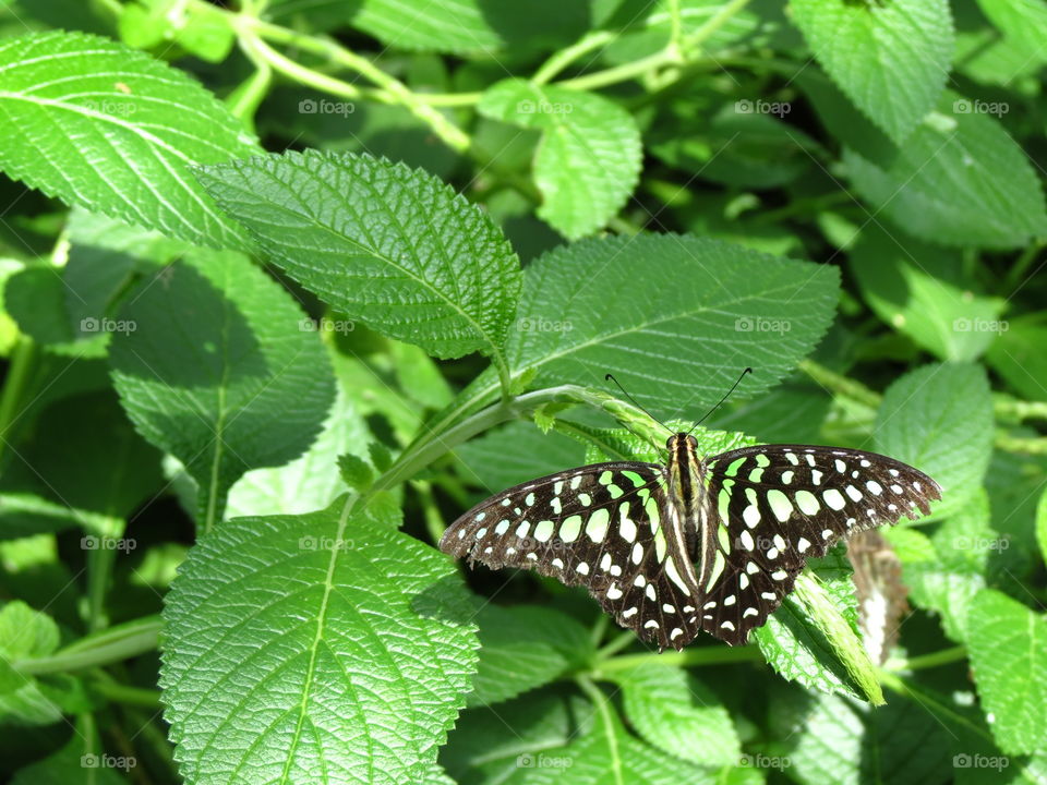 Close-up of a butterfly on plant