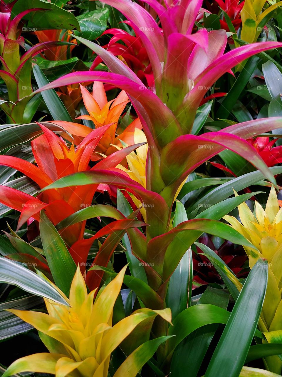 The Beauty of Colorful Flowers