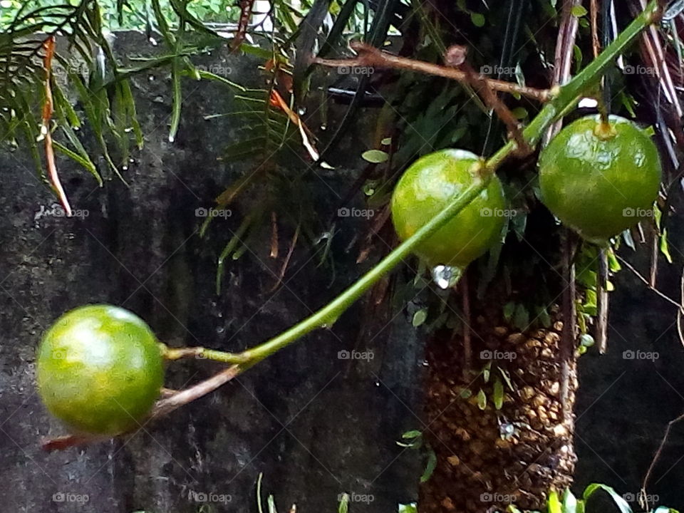 Dew on fruits