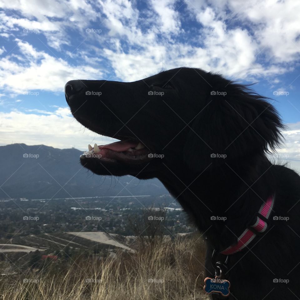 Deukmejian Wilderness Park in the beautiful San Gabriel mountains above Los Angeles. On her walk is Kona, a flat coated retriever puppy. 