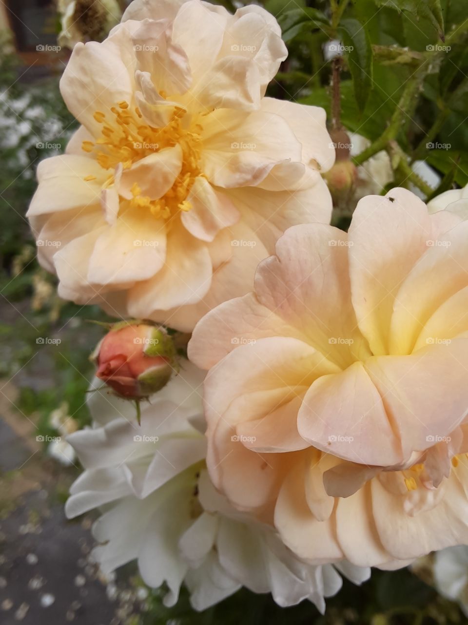 changing colours if a climbing rose