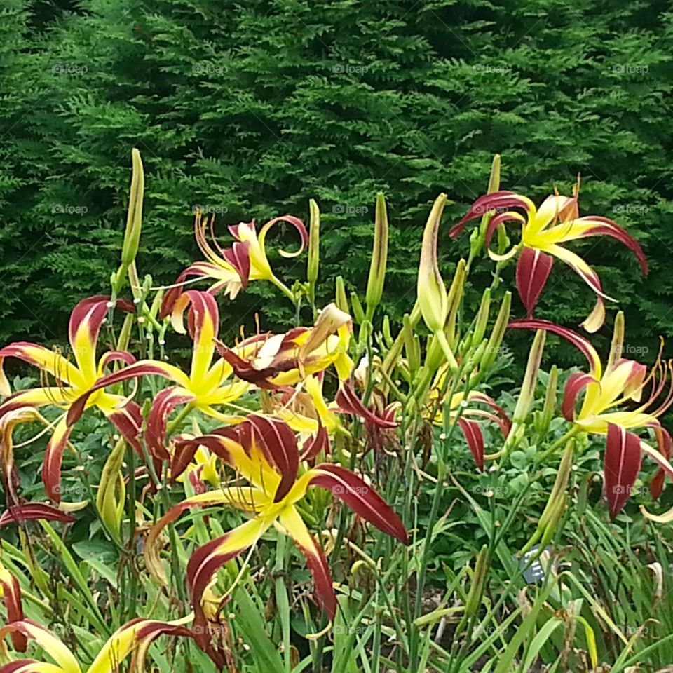 bright blooms