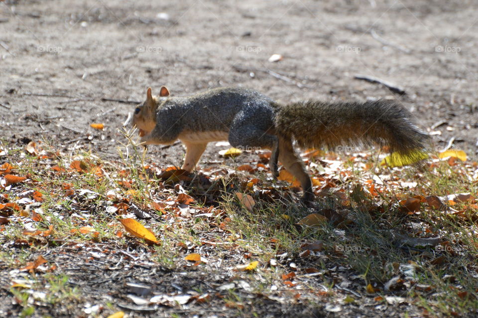Autumn squirrel gathering nuts for the Winter