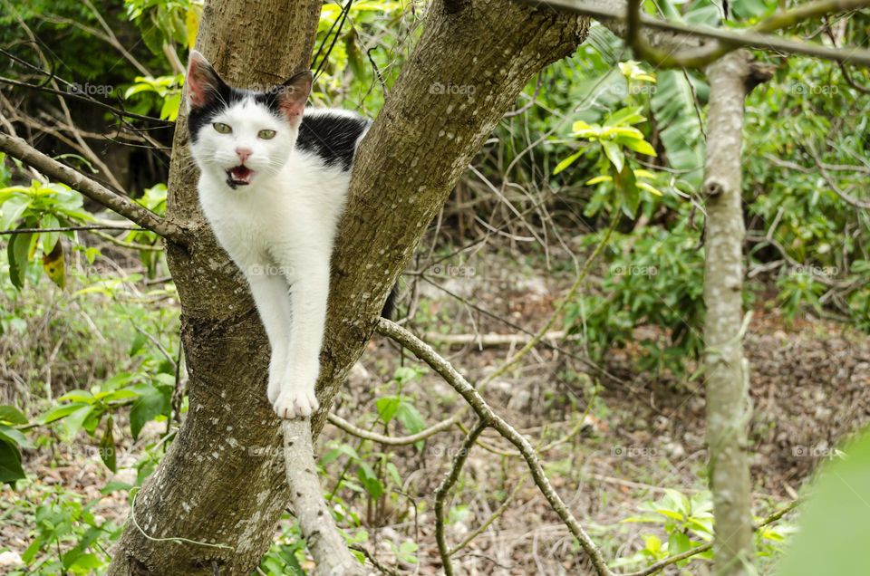 A Cat In An Avocado Tree