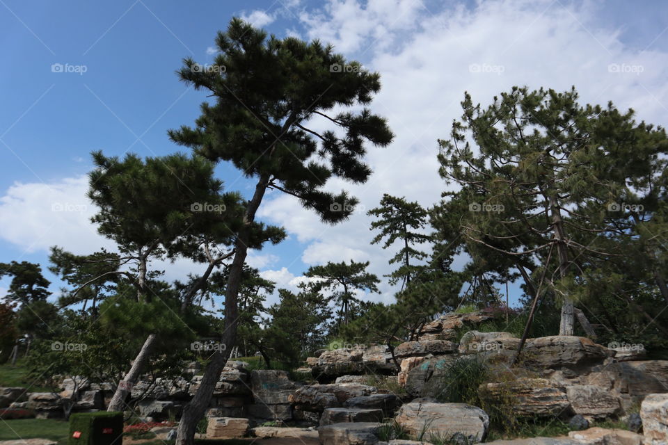 The pine is growing from the rock