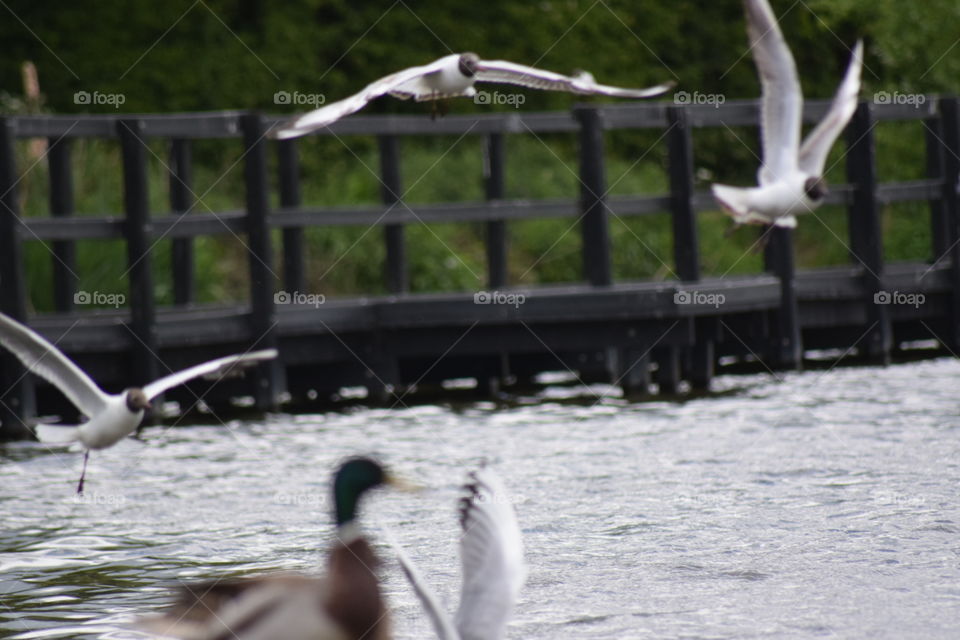 gulls flight