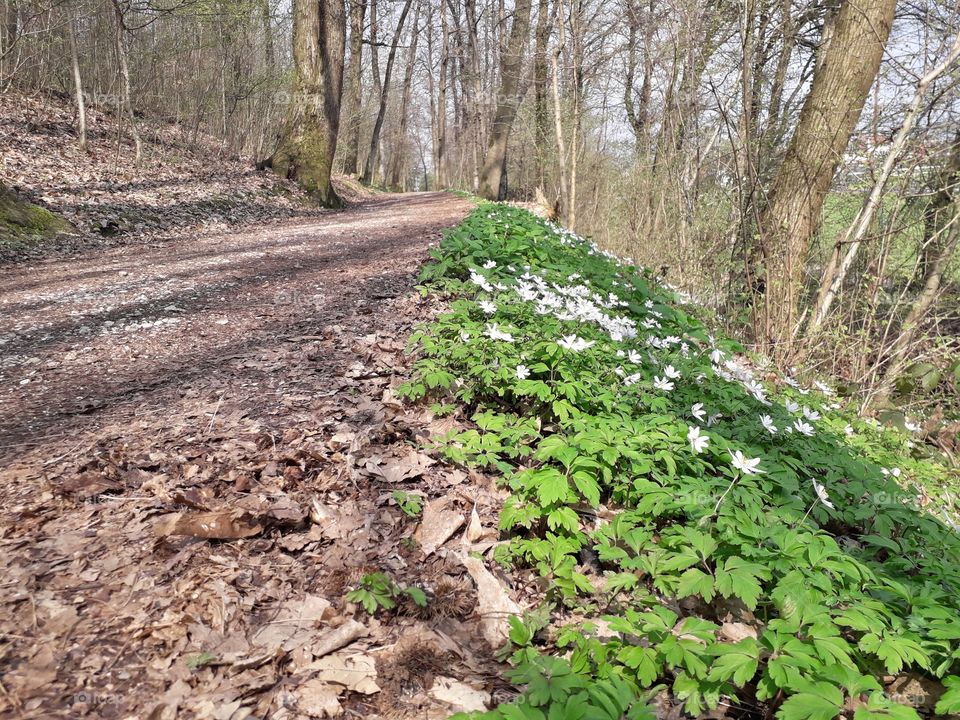 springtime in the wood