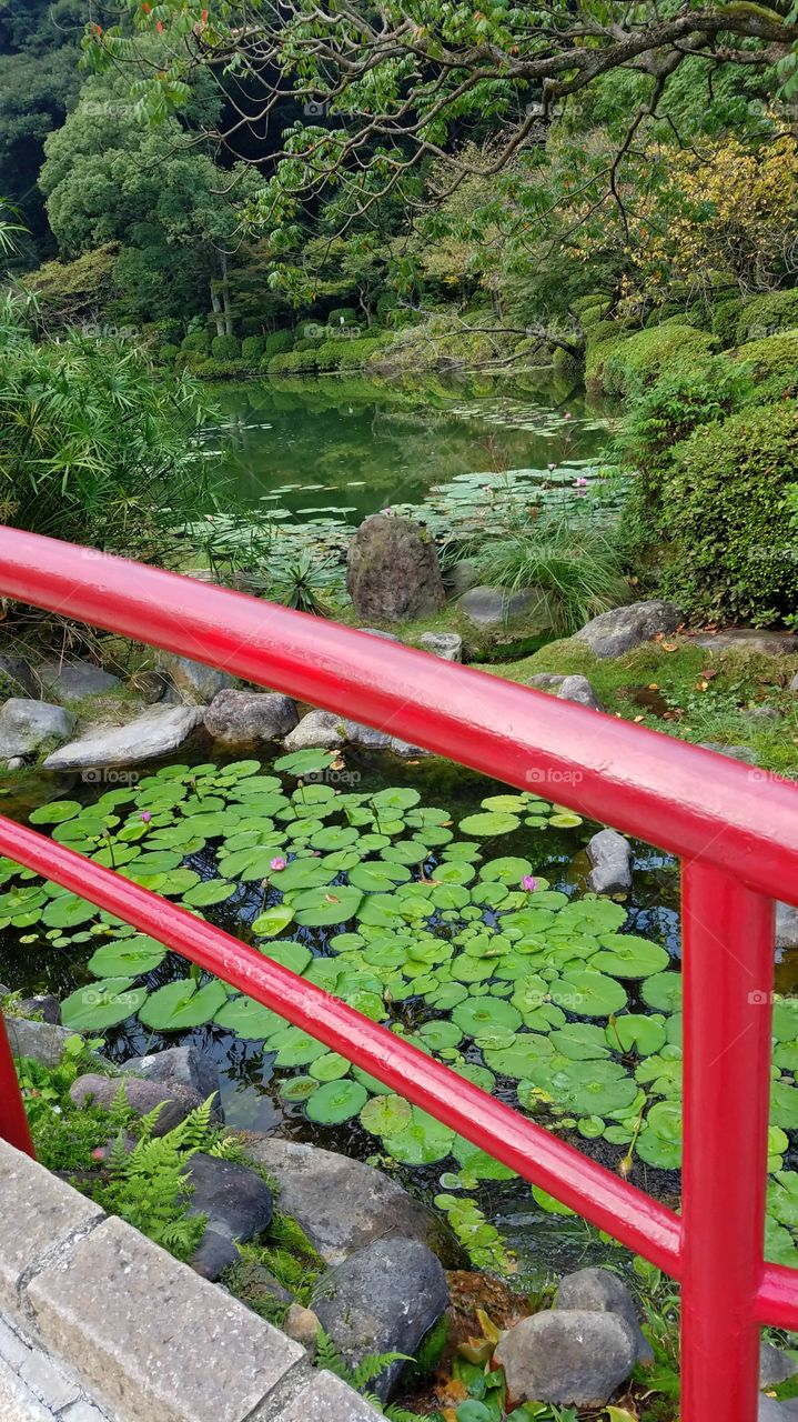 Japanese garden with red bridge and water Lilly pond