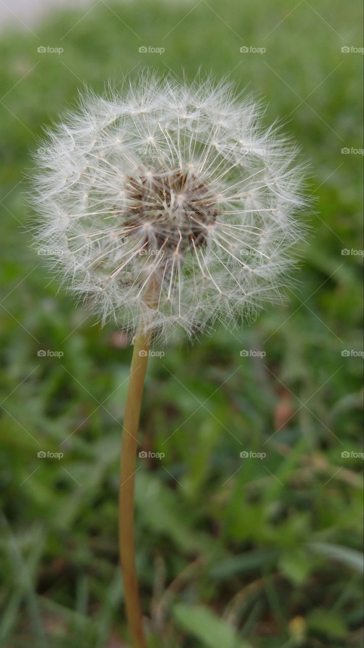 End of life dandelion. dandelion at the end of it's life