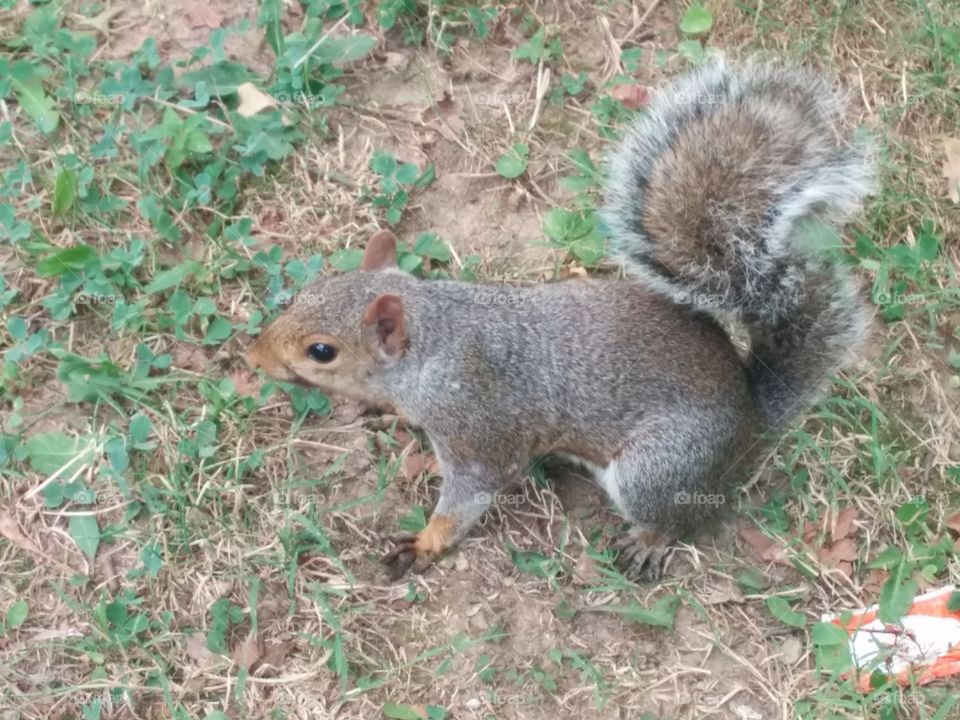 squirrel!