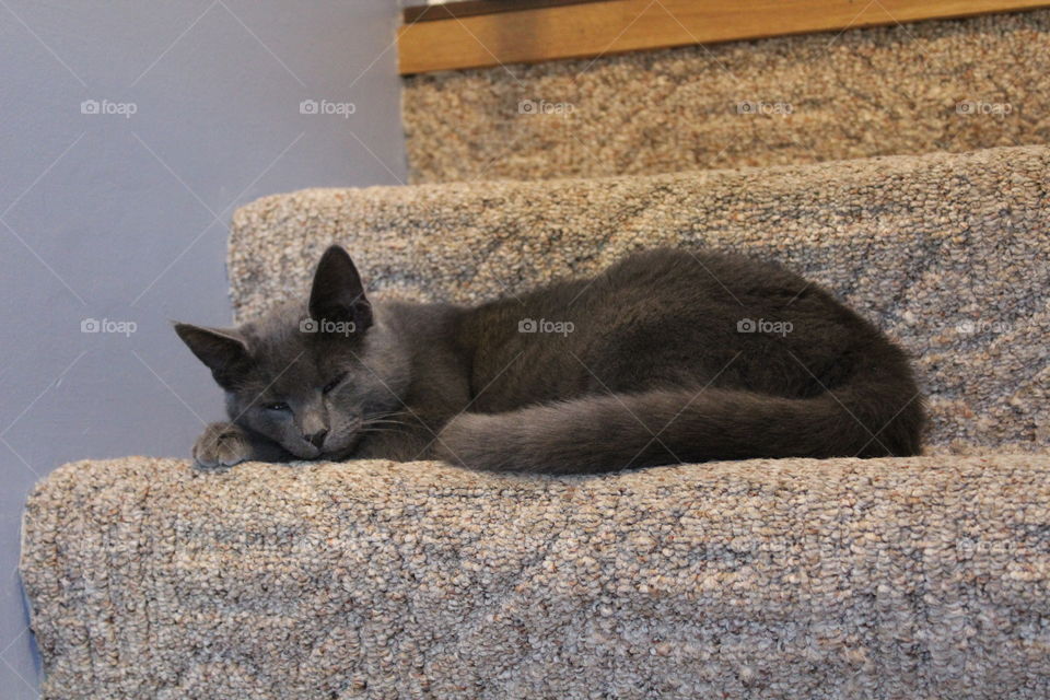 Cat sleeping on stairs. 