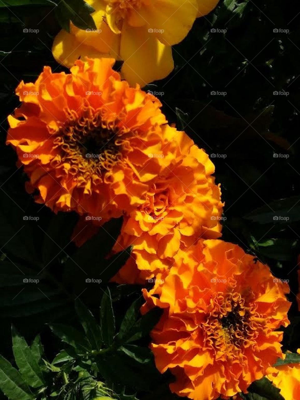 Marigold
