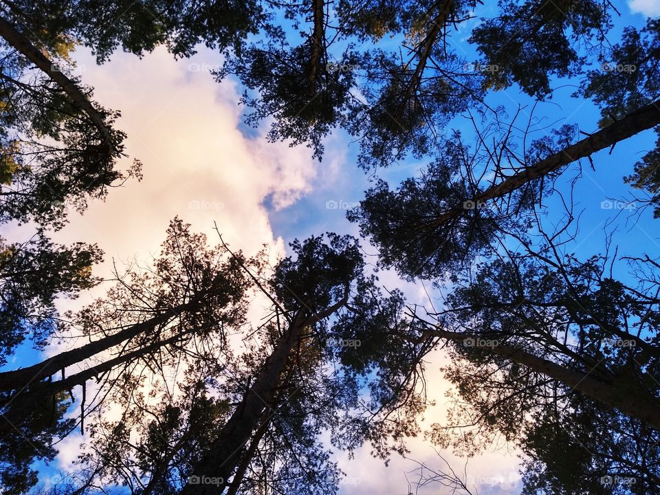 Sky and forest