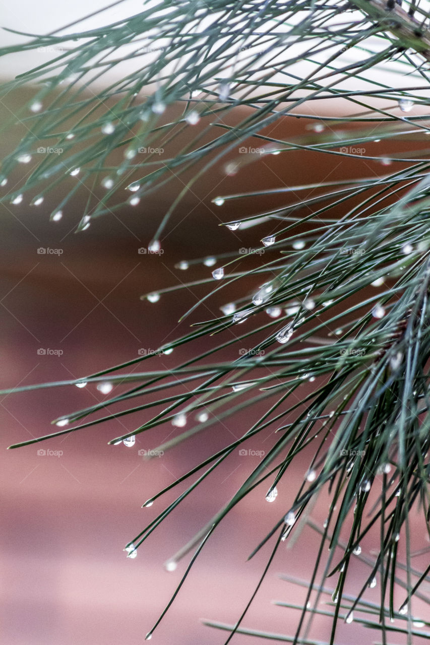 Pine wood leaf and water drops focussed 