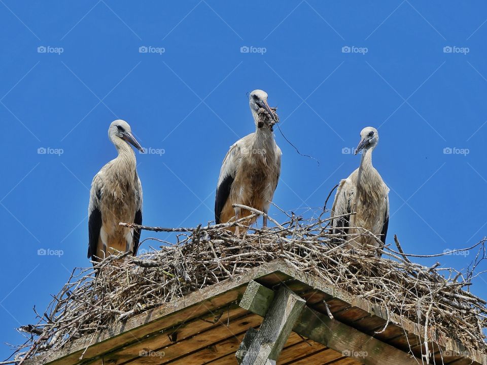 Young white storks