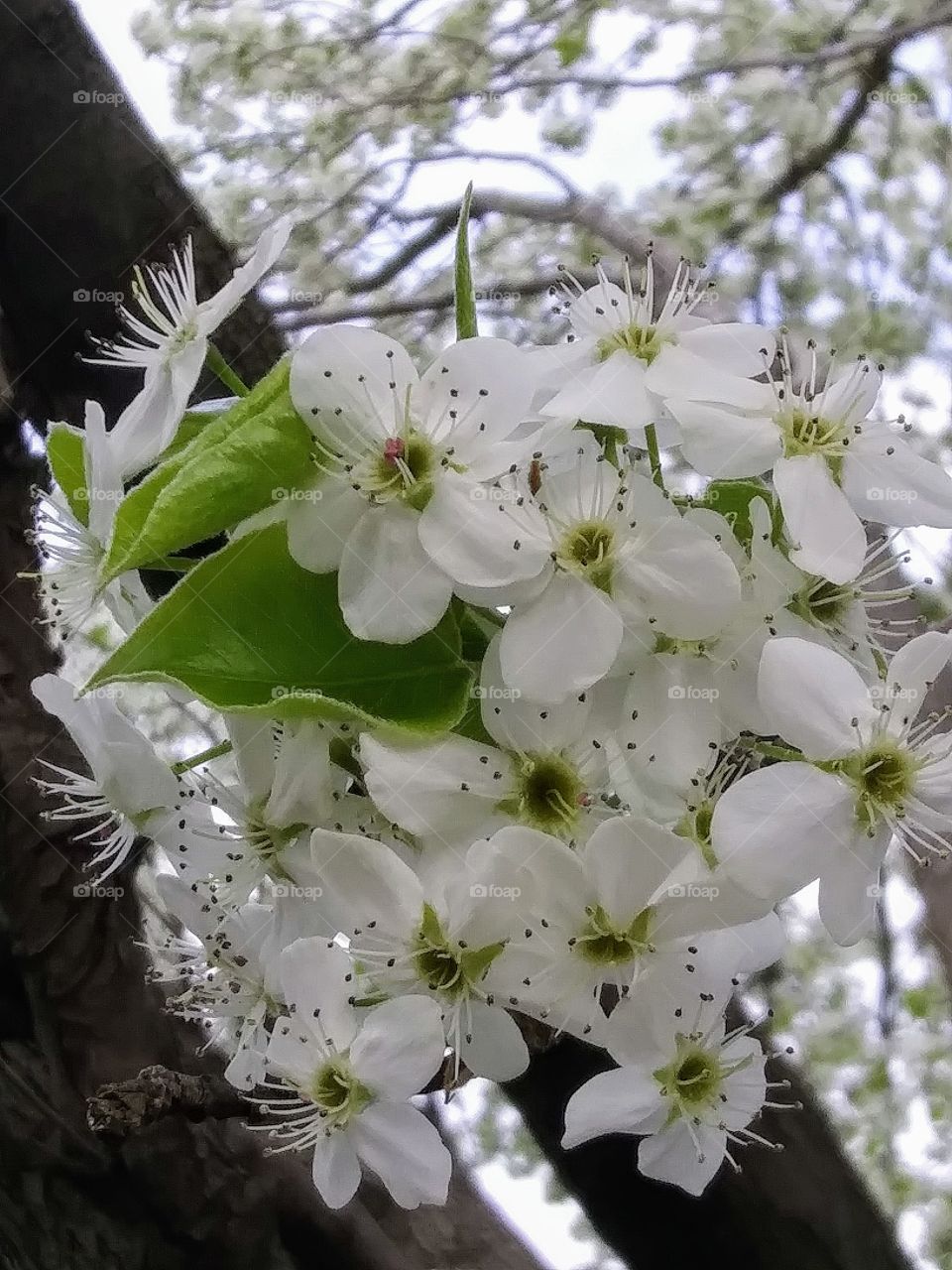 blossoms on an apple tree