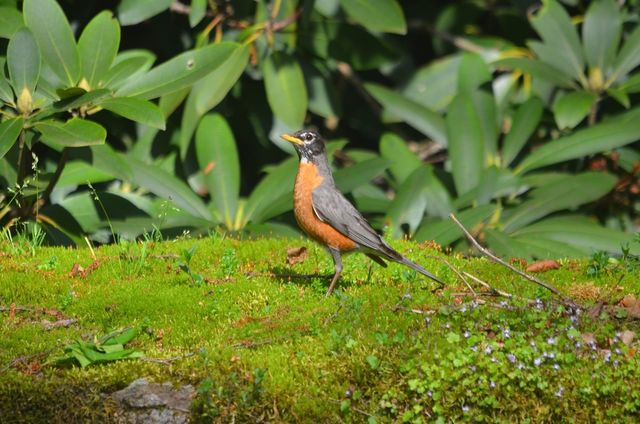 Robin on log