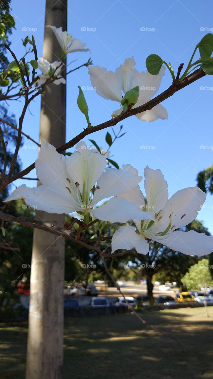 flores brancas White flowers