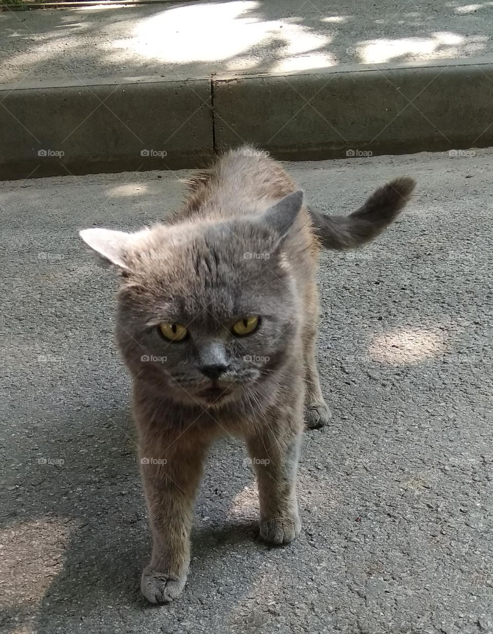 be authentic cat astrophy