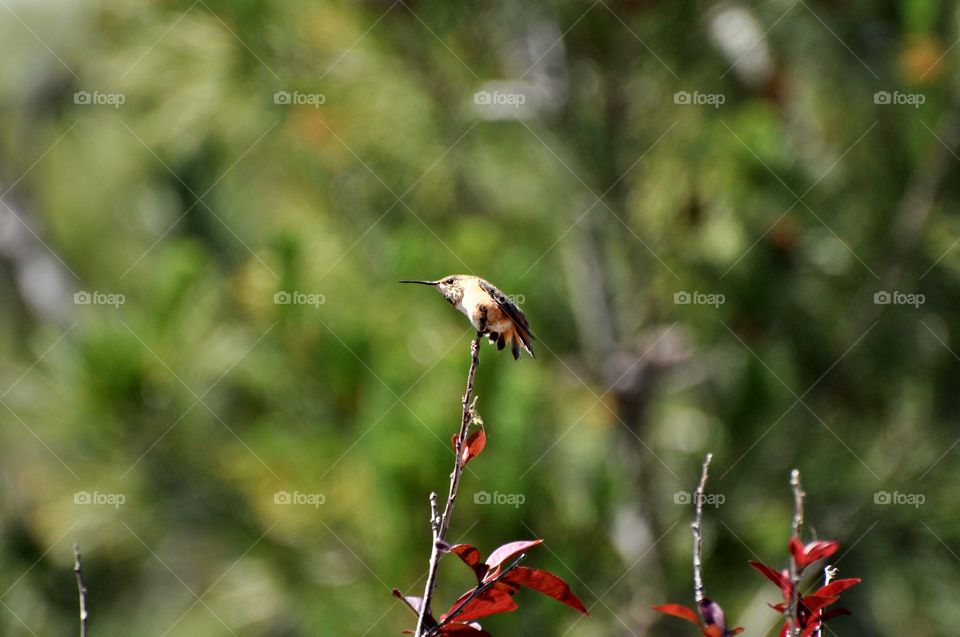 Hummingbird on the tree