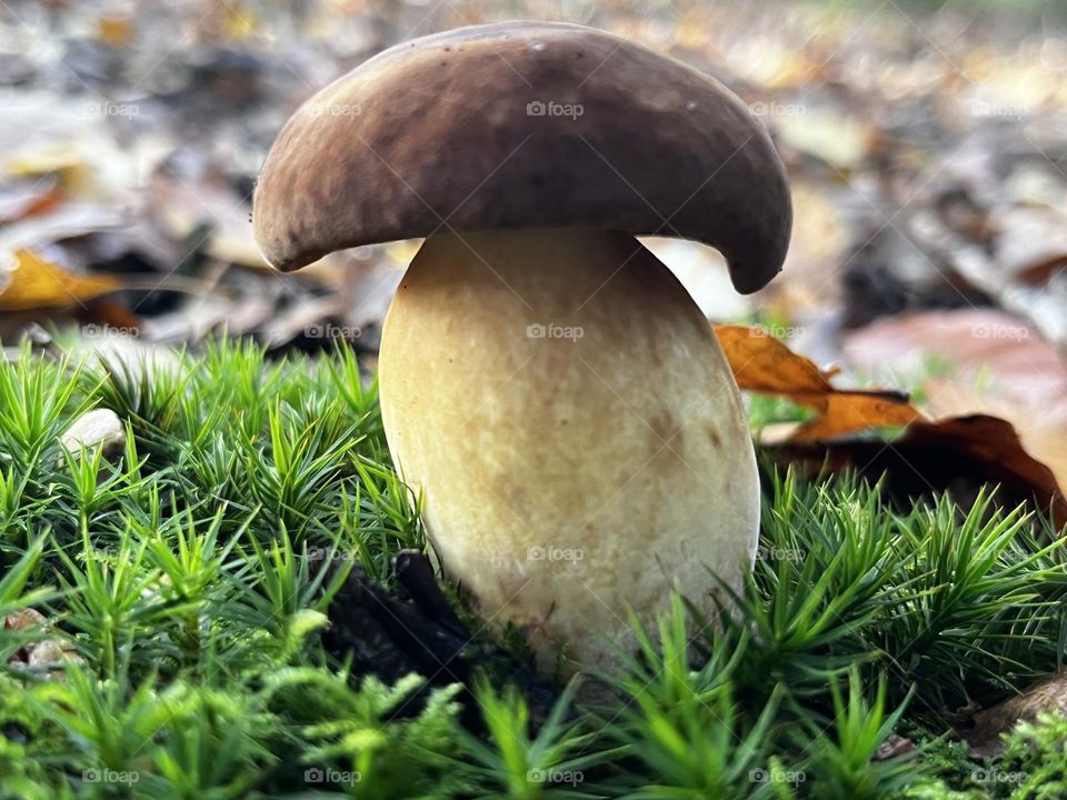 A close up of a toadstool 