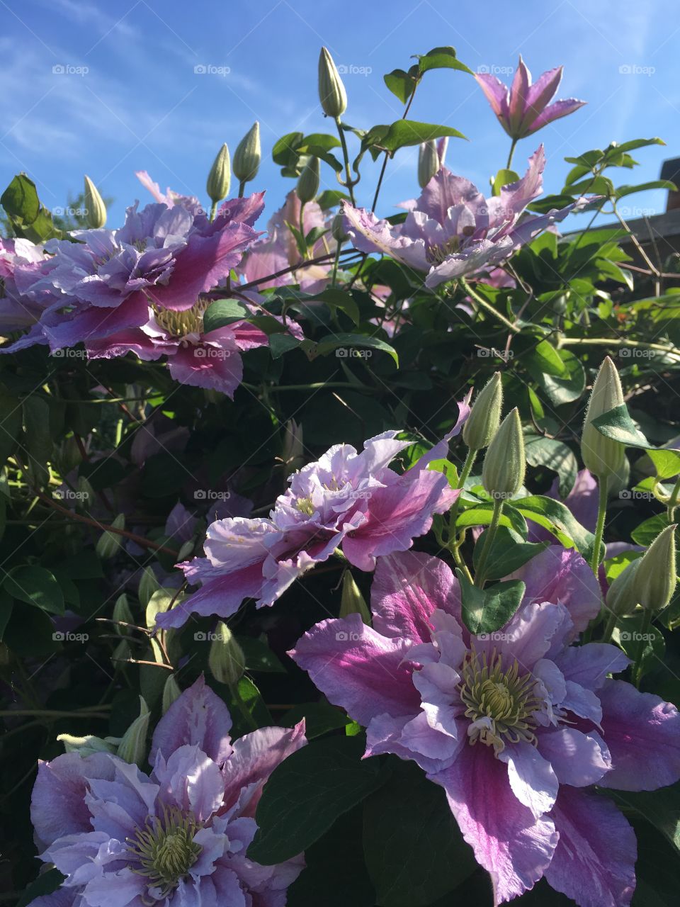 Climbing Clematis plant with single and double flowers in a garden in summer 
