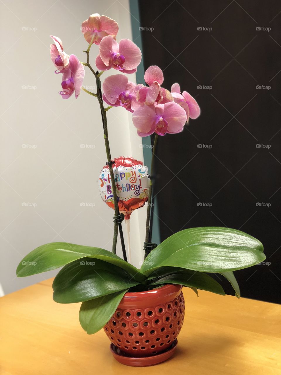 Birthday Orchids
