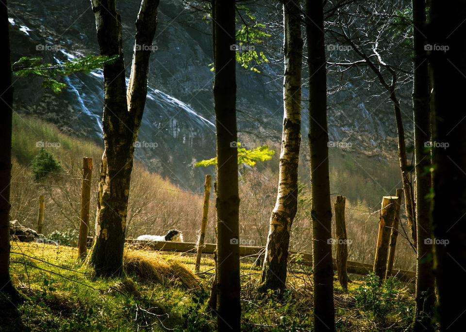 Wood, Tree, Landscape, No Person, Mist