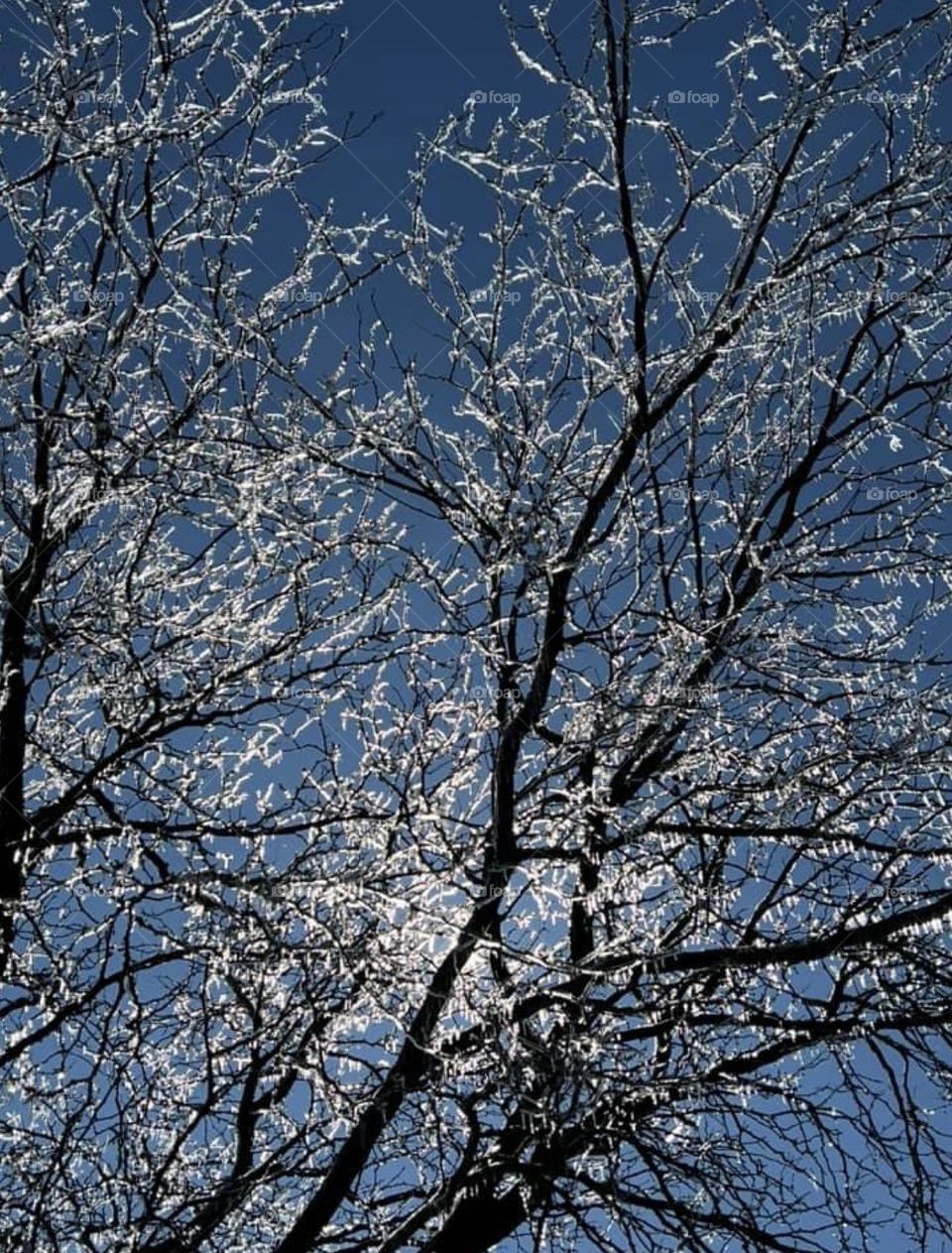 Ice covered tree branches