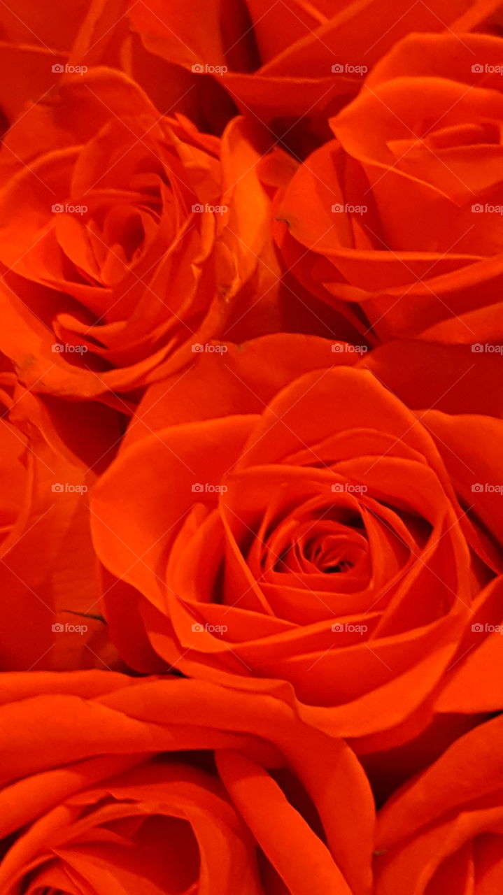 Full frame of beautiful roses